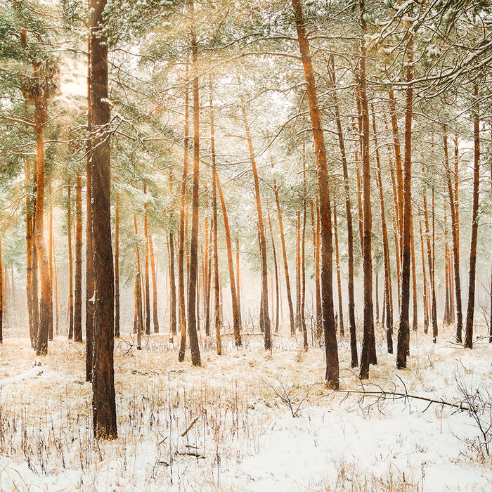 Why Choose Scandinavian Timber?